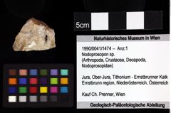 Foto (Objket + Etiketten) von Goniodromites complanatus (Reuss, 1858) 